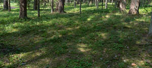 forest ground with spots of sunlight