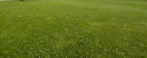 lawn with blooming clover