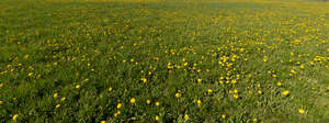 field of blooming daffodils