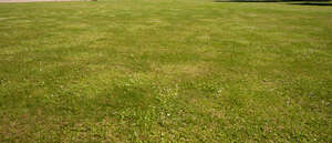 wild lawn with some small white flowers