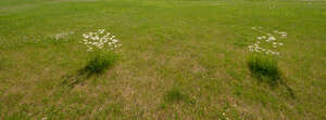 lawn with two bunches of blooming daisies