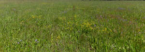 field with blooming bellflowers and buttercups