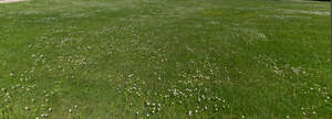 field with many small blooming daisies