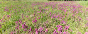 field of blooming sticky catchflies