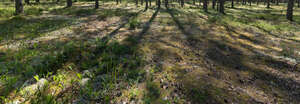 forest ground with moss and many pine cones