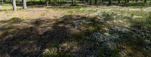 mossy ground of a pine forest
