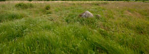 wild meadow with a some big stones