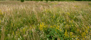 wild meadow with tall grass and flowers