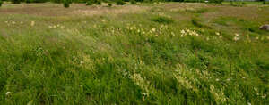 wild meadow with tall grass on a windy day