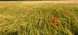 cornfield with poppies and cornflowers