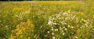 meadow full of blooming daisies and st john wort