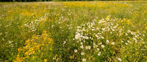 meadow full of blooming daisies and st john wort