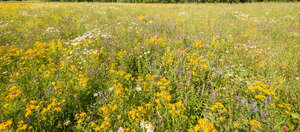 colourful meadow with blooming st johns wort