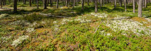 sunny clearance in the forest