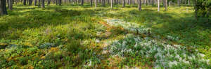 forest ground with lichen and heather