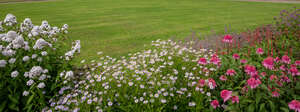 flowerbed with different blooming flowers