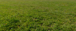 wild grass with blooming summer flowers