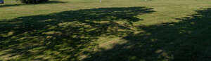 lawn in the shadow of big trees