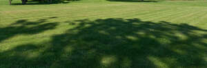 large field of lawn between trees
