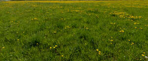 field of blooming dandelions