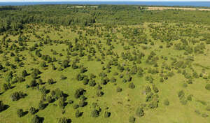 aerial view of landscape with many junipers