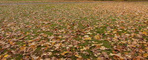 lawn with fallen maple leaves