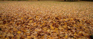 ground thickly covered with fallen leaves