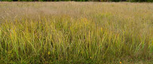 tall withering grass 