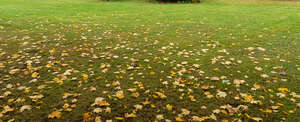 lawn scattered with fallen leaves