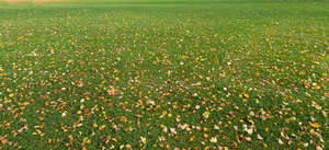 lawn with small fallen leaves