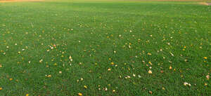 lawn with some fallen tree leaves