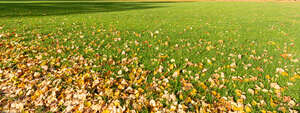 lawn with a pile of fallen leaves in one corner