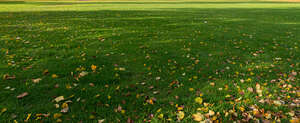 lawn with large shadows and fallen leaves