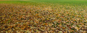 lawn covered with many fallen leaves