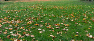 lawn with a crow and fallen leaves