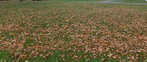 lawn with a lot of fallen leaves