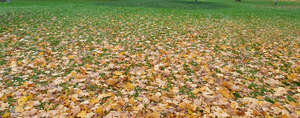 lawn in autumn with fallen leaves