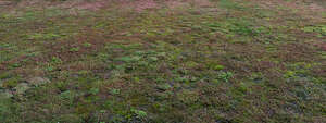 ground covered with colorful lichen