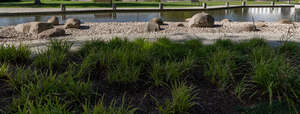 bank of a small pond
