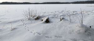 grass field in winter with some animal tracks