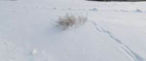 field of snow with some grass shrubs