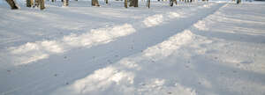 snowy park road with tree shadows