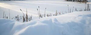 snow covered field with some grasses