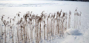 frozen lake shore with common reed