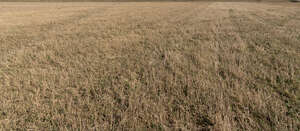 field of dry grass in early spring