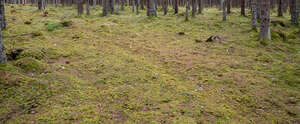 forest ground with lichen and moss