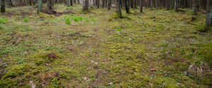 forest ground in early spring