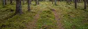 footpath in forest