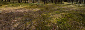 forest ground with tree shadows