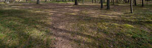 small footpath in forest on a sunny day